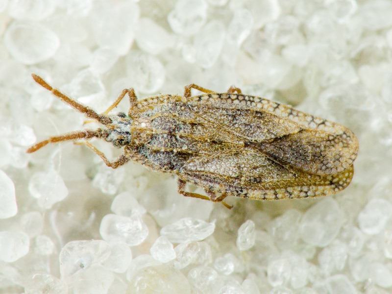 Tingis (Tingis) crispata (Herrich-Schäffer, 1838)